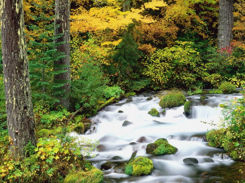 wood, scenics - nature, rock - Object, lush Foliage, yellow, tree, park - Man Made Space, tropical Rainforest, river, tranquil Scene, no People, beauty In Nature