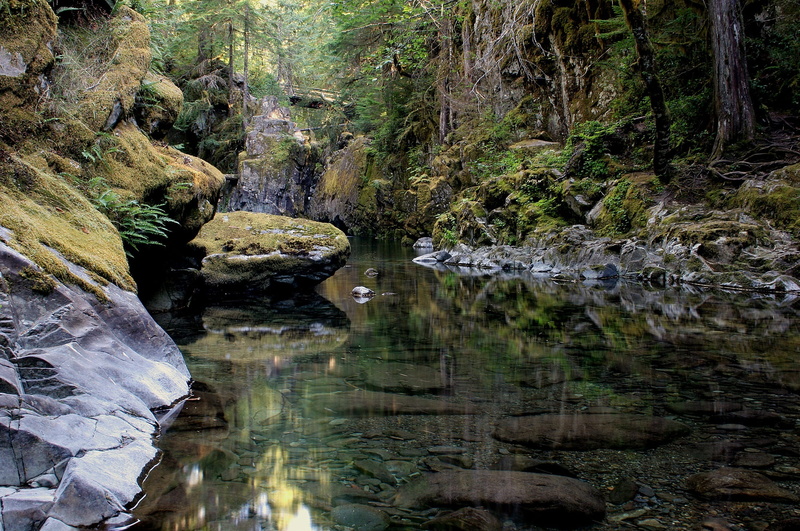 stream - flowing water, rock, green, tree, daytime, opal creek, stream, scenics - nature, outdoors, trees, flowing water, no people, usa, river, plant