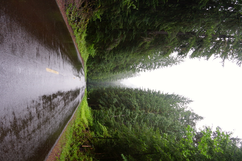 springfield, flowing water, day, united states, water, beauty in nature, trees, flowing, lake, motion, growth, transportation, tranquility, roads, reflection