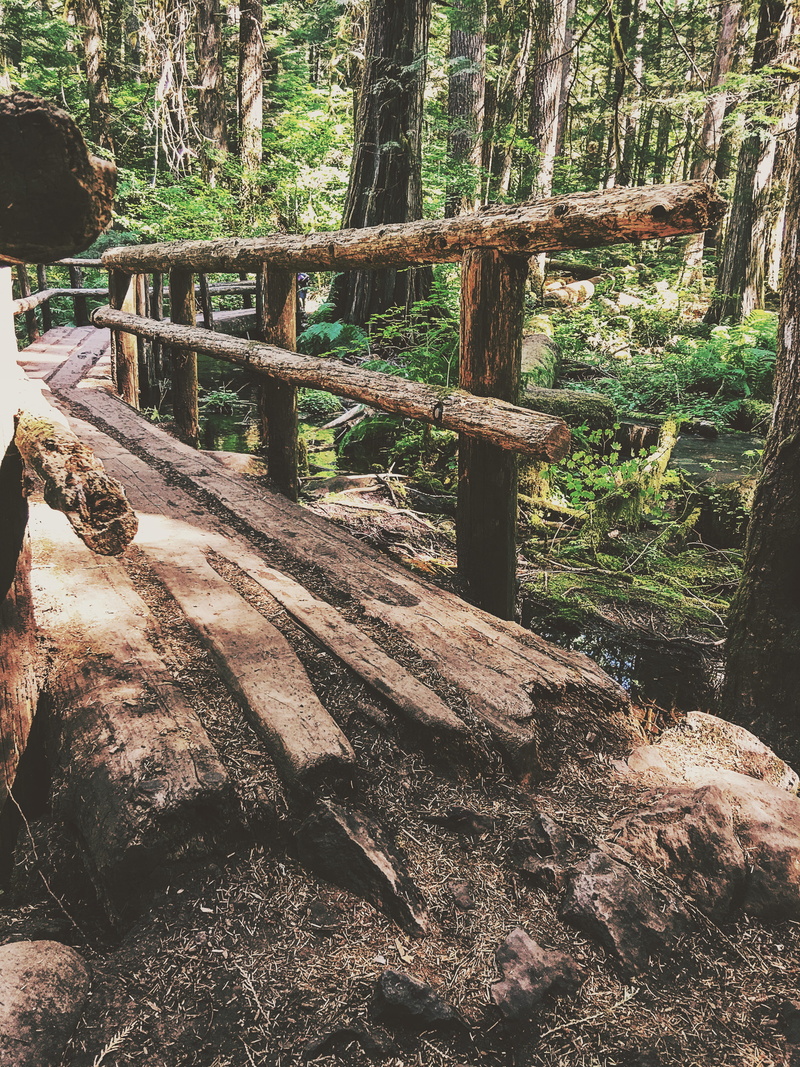 woodland, old, no people, tree, trees, 4K, woods, barrier, falls, outdoors, bark, hike, sunlight, river, wooden bridge, united states, willamette national forest