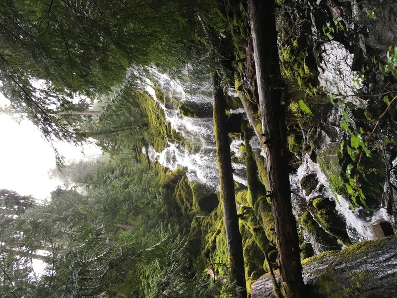 no people, trunk, motion, plant, rainforest, growth, willamette national forest, scenics - nature, springfield, beauty in nature, forest, 4K, woodland