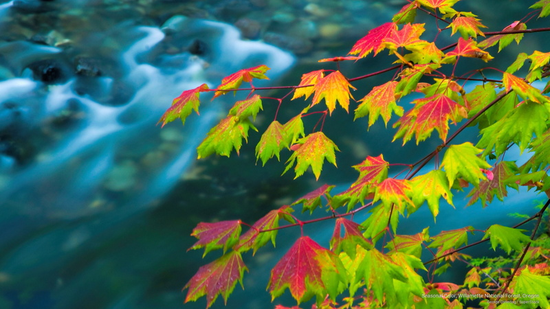 willamette, oregon, Fall, forest, color, seasonal, 2K, national