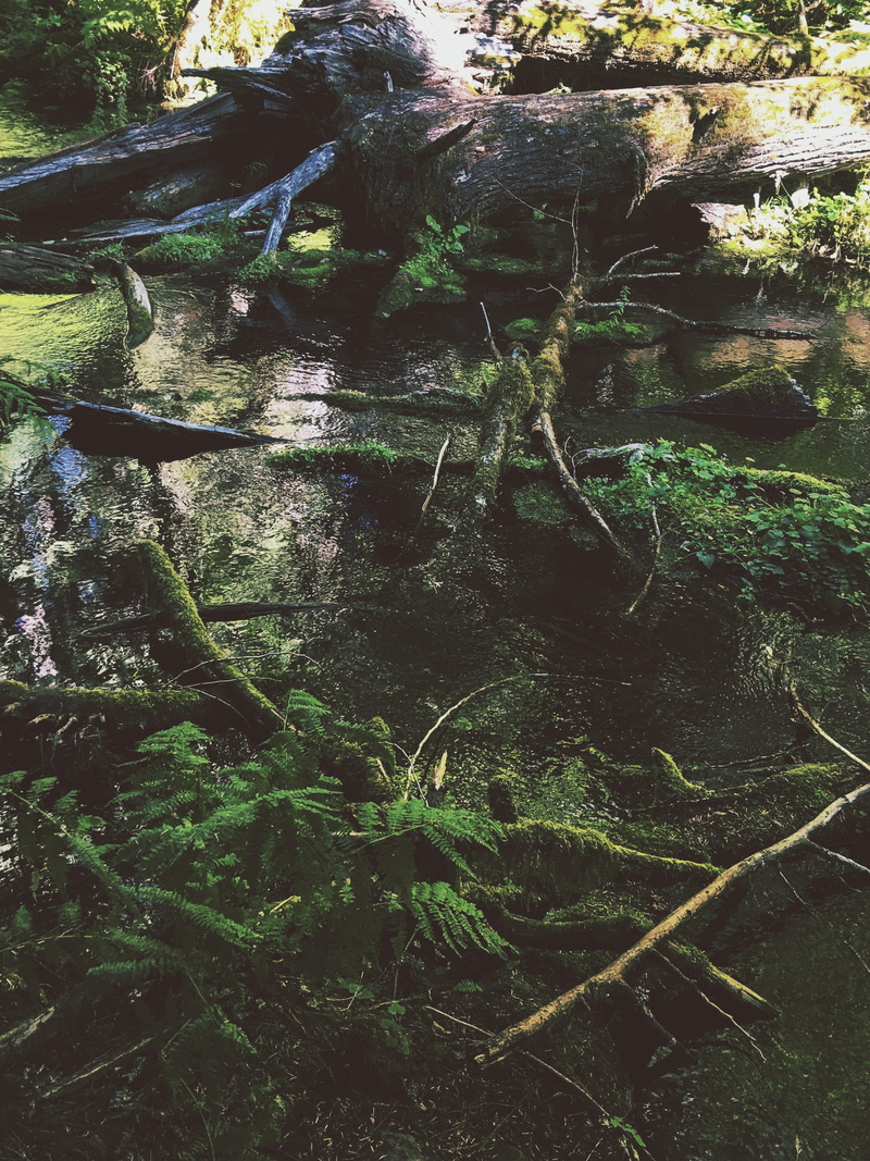 plant, nature, 2K, day, land, moss, greenery, outdoors, willamette national forest, river, water, forest, grass, mountains, growth, solid, plant part