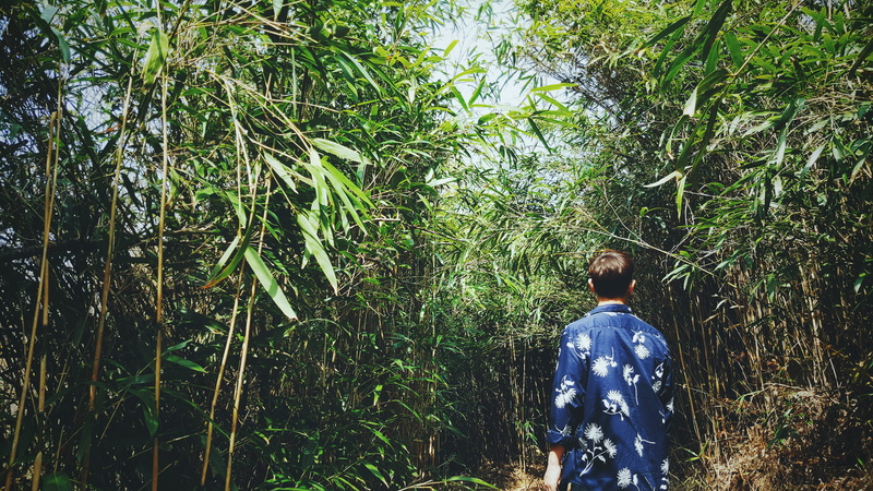 one person, rear view, bamboo, south korea, three quarter length, trees, waist up, outdoors, gyeongju-si, alone, tree, 5K, growth, day, standing, casual clothing