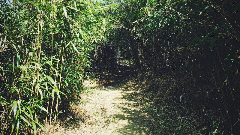 footpath, bamboo, nature, tree, no people, outdoors, tranquil scene, temple, bamboo - plant, gyeongju-si, day, way, landscape, south korea, dirt, plant