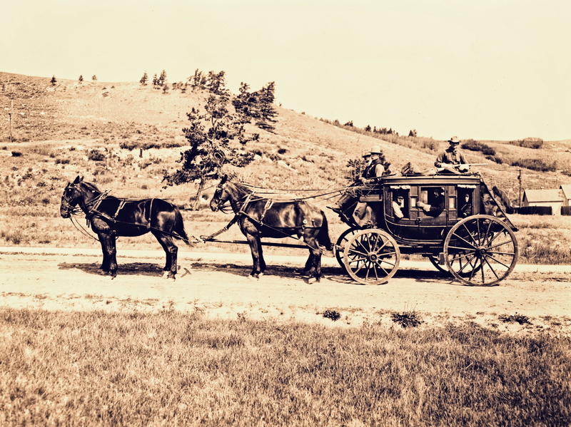 carriage, animal wildlife, vertebrate, animal themes, plant, mammal, transportation, antique, day, horses, vintage, brown, no people, horse cart, nature