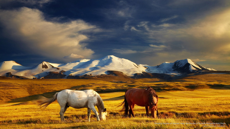 sunset, mongolia, Animals, 2K, russia, border, horses, near, grazing, china