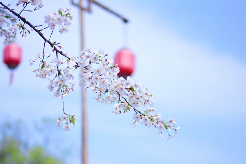 plant, growth, Wuzhen, tree, twig, blossom, low angle view, flower, beauty in nature, cherry tree, cherry blossom, pink color, 4K, vulnerability, no people