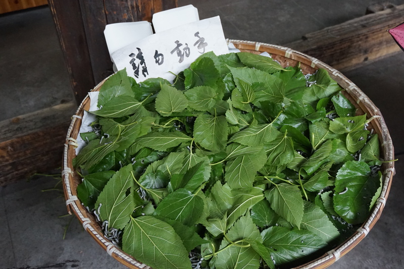 high angle view, close-up, text, vegetable, xitang, lettuce, food and drink, no people, wellbeing, chinese food, leaf, healthy eating, organic, basket