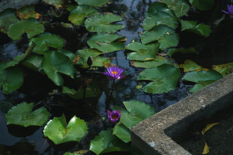 growth, flowering plant, outdoors, close-up, plant part, green color, vulnerability, sri lanka, high angle view, no people, purple, day, freshness, flower