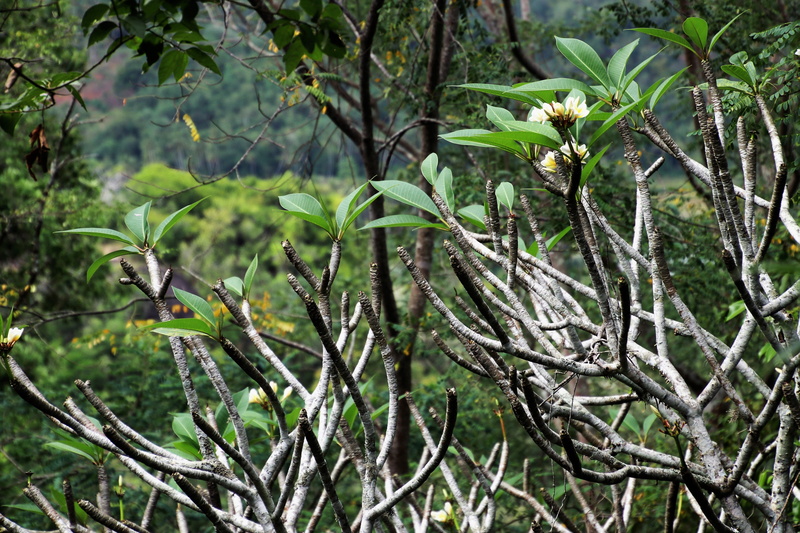 no people, yellow flowers, 5K, no one, beauty in nature, land, twig, bush, at the court of, vegetation, sri lanka, the tropical, green, flowers, close-up