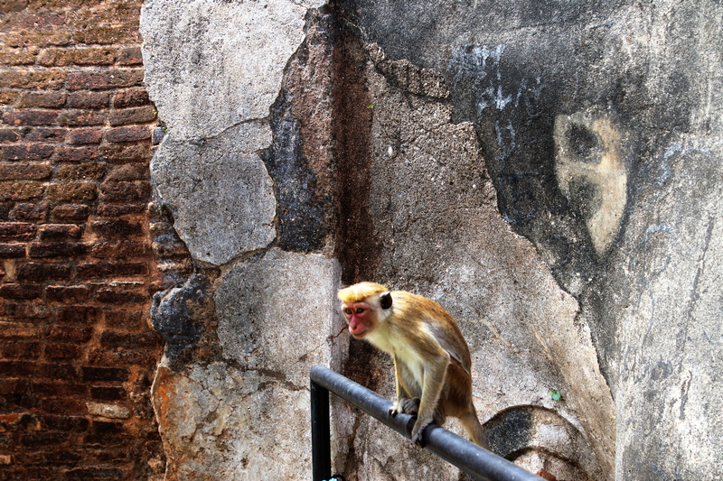 solid, 5K, antique, monkeys, vertebrate, tour, old, building, the ruins of the, animal, charming, mammal, brick wall, animals in the wild, history, mammals