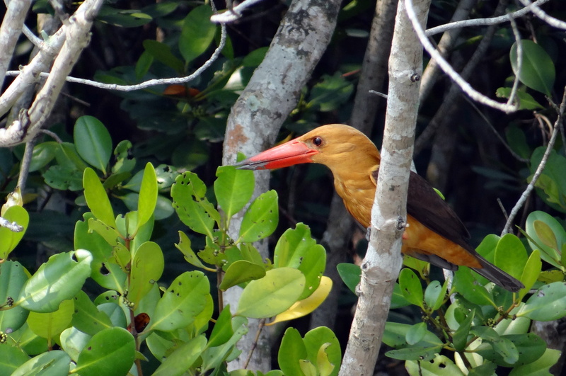 leaf, 2K, mouth open, west bengal, animal, growth, bird, pelargopsis amauroptera, animal wildlife, kingfisher, india, no people, vertebrate, brown-winged kingfisher