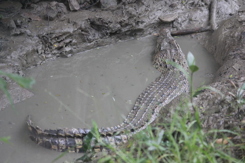 day, 5K, reptile, vertebrate, animal wildlife, high angle view, story tours, water, animal, solid, animal themes, no people, nature, kolkata, fish, lake