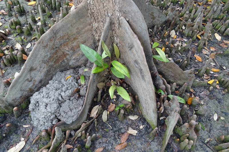 tree, sundri, leaves, buttress root, pinlekanazo, tranquility, india, nature, root, rock, unesco site, rock - object, high angle view, tree trunk, plant part