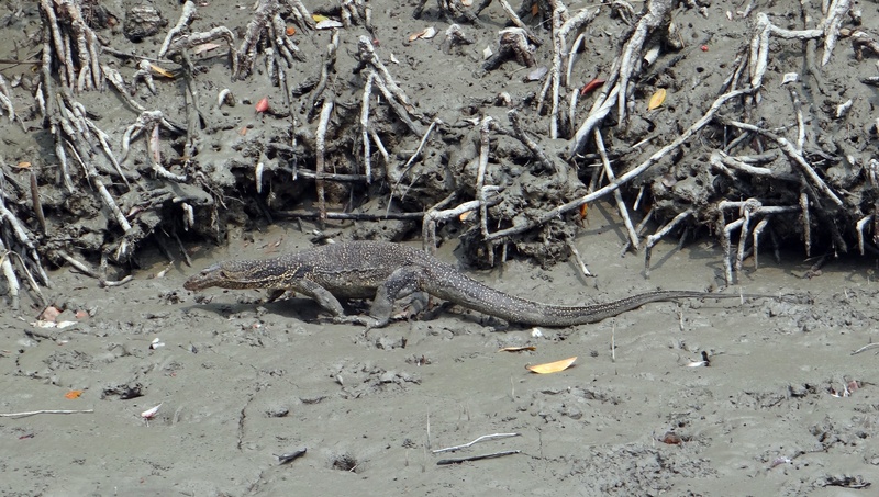 reptile, varanus salvator, field, crocodile, wild, lizard, one animal, sundarbans, heritage, communication, outdoors, no people, land, animal wildlife