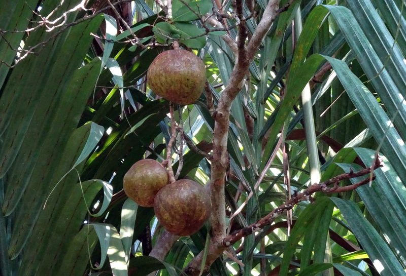 no people, beauty in nature, tropical fruit, growth, ripe, dhundal tree, andaman, tree, mangroves, sundarbans, 2K, dhundhul, food, close-up, india, healthy eating