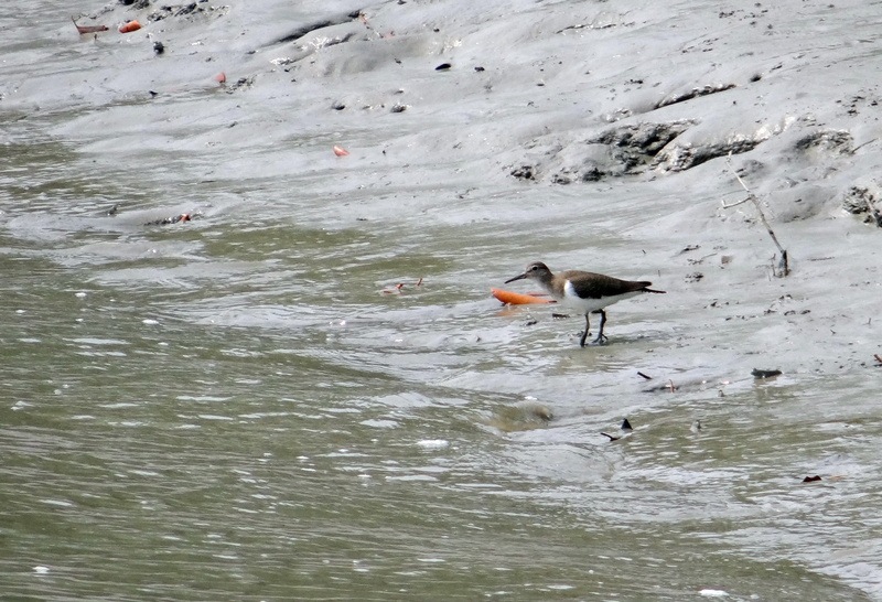 ramsar site, one animal, 2K, swimming, beauty in nature, actitis hypoleucos, vertebrate, day, animal themes, no people, national park, outdoors, wader