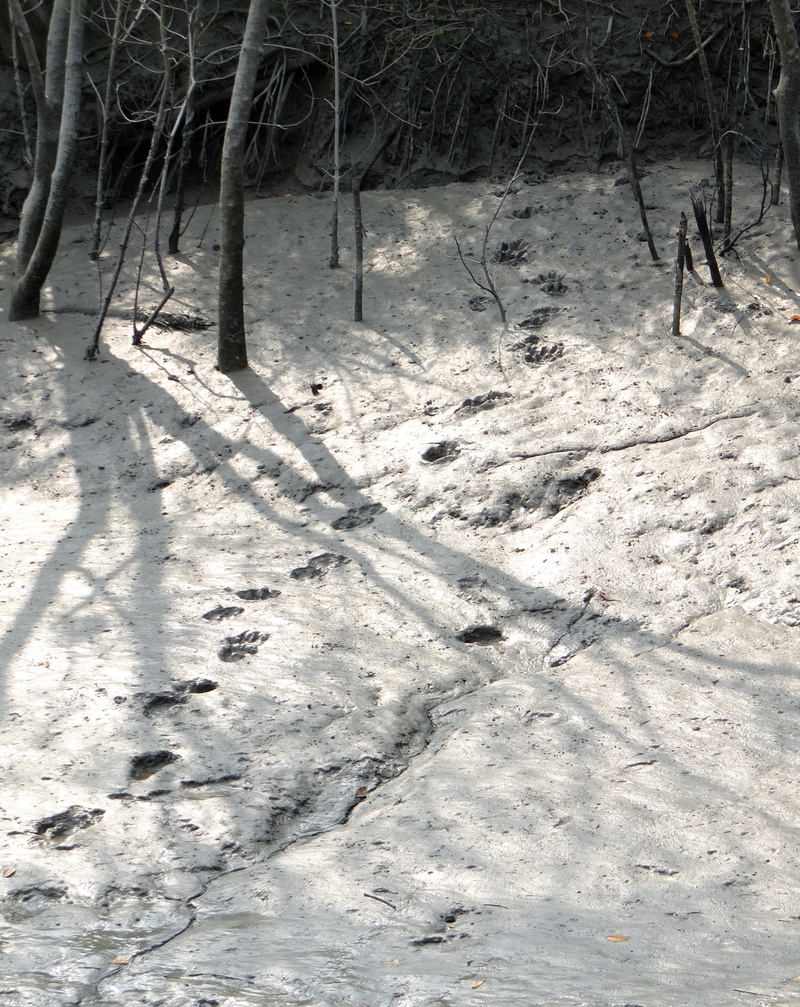 high angle view, land, unesco, field, day, tiger, india, covering, tree trunk, ramsar site, shadow, cold temperature, 2K, sundarbans, mangroves, pug marks