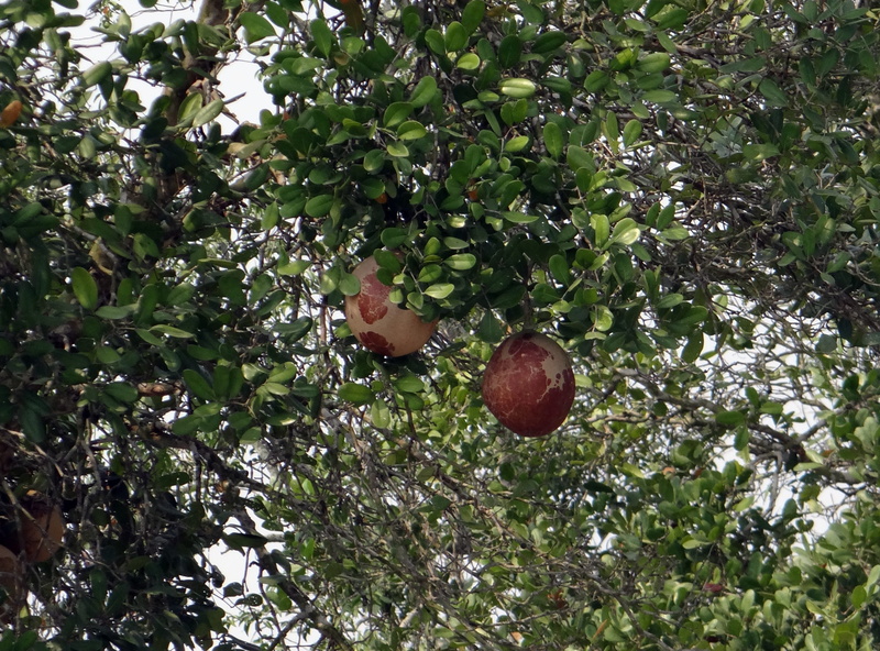 day, freshness, sundarbans, dhundal, plant part, plant, wellbeing, ramsar site, xylocarpus granatum, unesco, 2K, low angle view, branch, food, mangrove cannon-ball tree