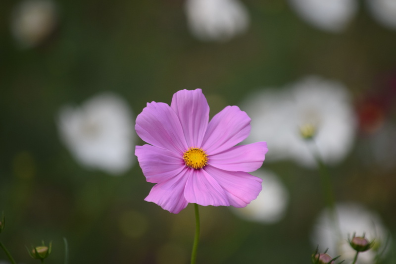 freshness, 5K, vulnerability, flowering plant, beauty in nature, growth, plant, flower head, close-up, outdoors, inflorescence, day, petal, forrest, cosmos flower