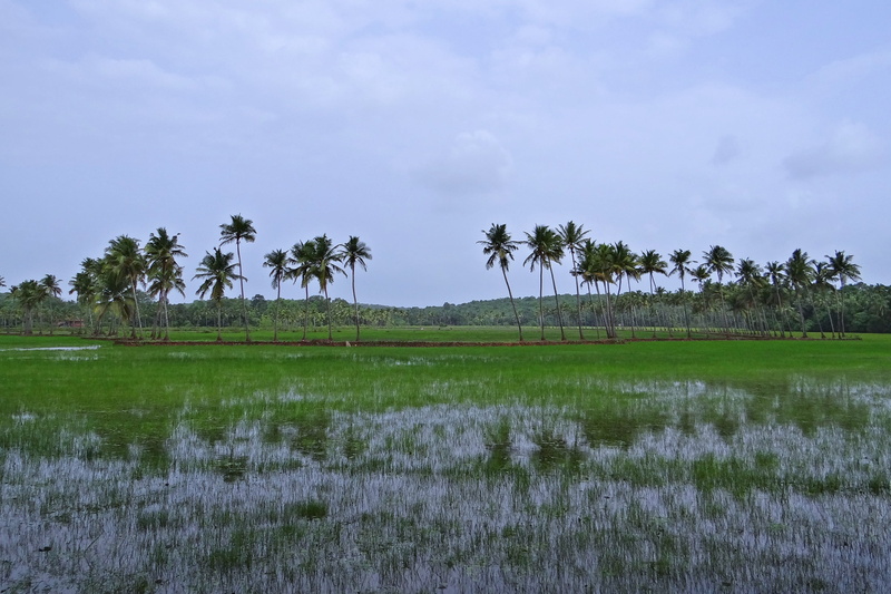 scenics - nature, no people, beauty in nature, growth, india, cloud - sky, non-urban scene, nature, field, water, tree, goa, outdoors, green color, rural scene