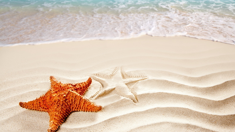 ocean, Best Beaches in the World, shore, 4K, Sea, starfish, 5k