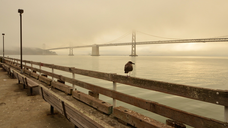hand, bird, travel, perching, San Francisco, California USA, rails, brown, wooden, Best Beaches in the World, Bay Beach, 4K, tourism