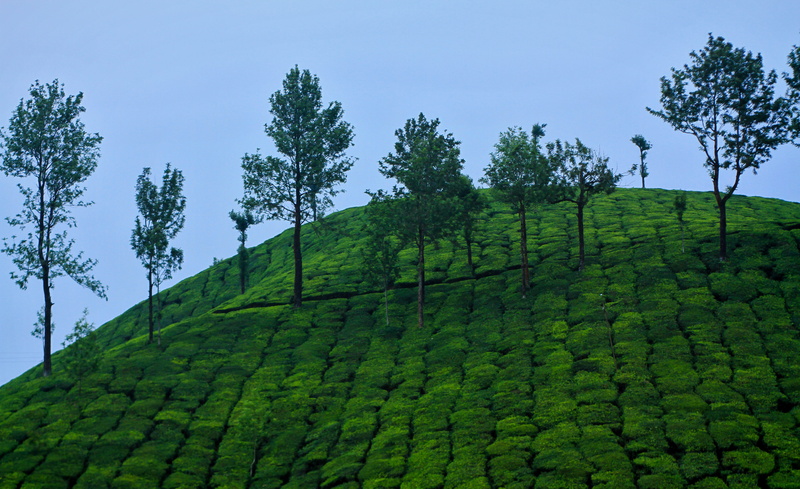 green color, traveler, green, forest, wanderlust, grass, plantation, outdoors, nature, dom, lush foliage, tranquility, plant, tea crop, foliage, journey