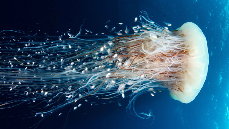 Pacific Ocean, 5K, Rangiroa, HD, 5k, tourism, diving, 4k, Jellyfish, 8k