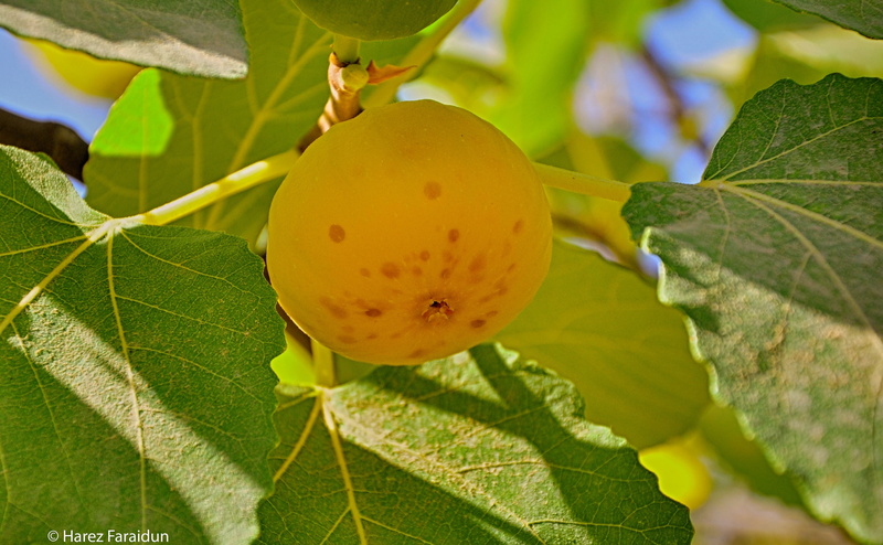 nature, 4K, food, green color, food and drink, ripe, day, fruit, leaf, healthy eating, focus on foreground, agriculture, no people, Aero, close-up, growth