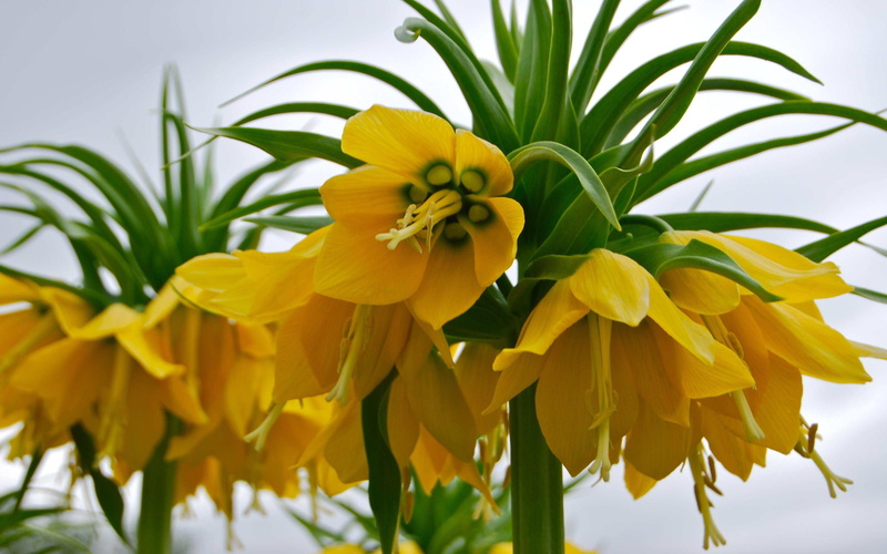 flower arrangement, day, freshness, petal, beauty in nature, imperialis, royal, focus on foreground, lily, born, plants, imperial, family, close-up, flowering plant