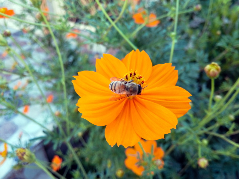 freshness, fragility, inflorescence, hang, animal, iraq, orange, one animal, bees, pollen, plant, petal, invertebrate, flowering plant, no people, nature