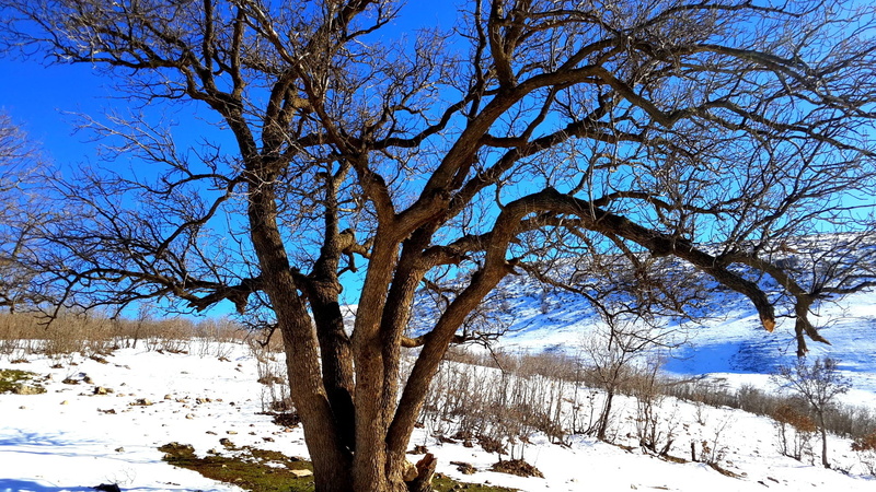 1080P, land, sky, snow, landscape, covering, mountain, kurdistan, tranquil scene, iraq, snowcapped mountain, scenics - nature, branch, tree trunk, trunk