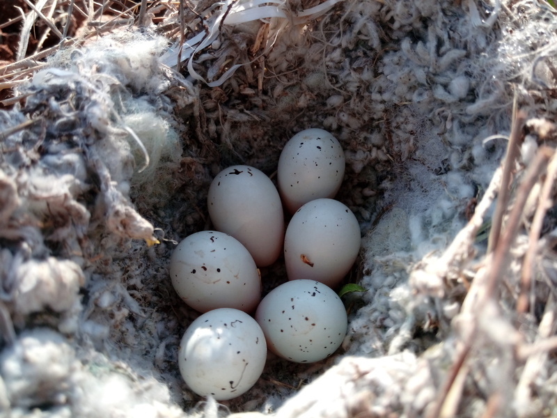 food and drink, egg of bird, new life, kurdistan nature, iraq, animal egg, nature, animal nest, 4K, vulnerability, fragility, nest, outdoors, animal, close-up