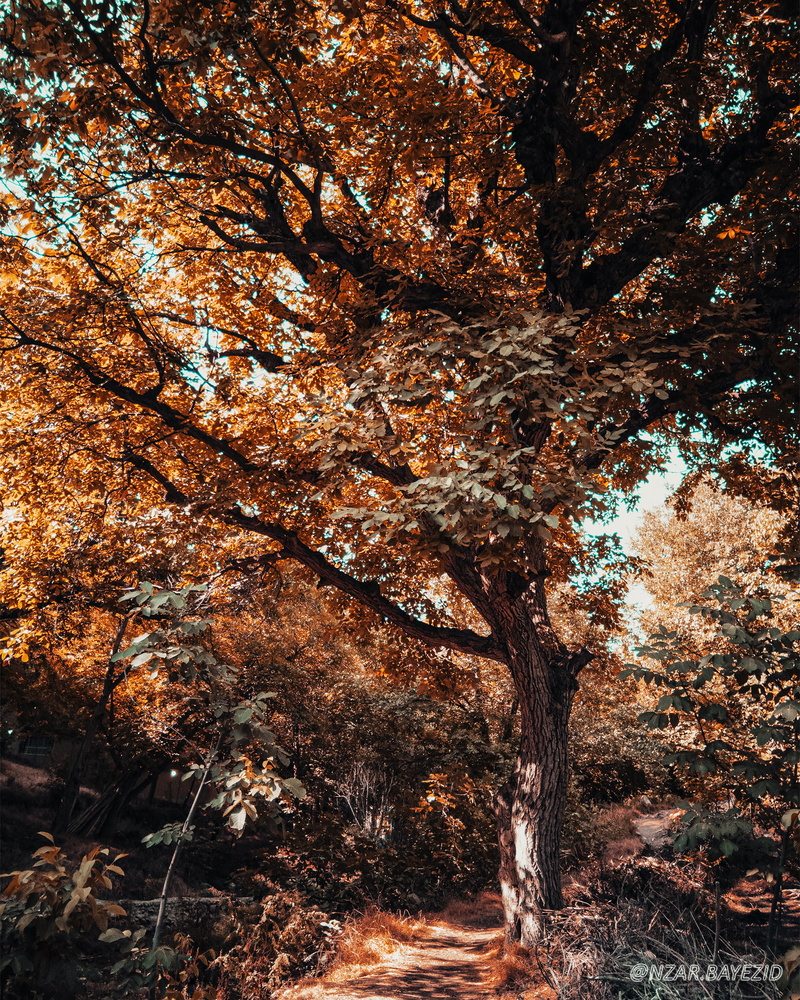 leaves, nature, trees, landscape, wood, tree bark, Kurdistan, 1080P