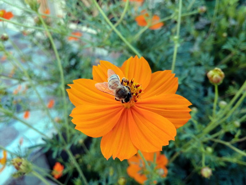 growth, invertebrate, bee, 4K, beauty in nature, freshness, wings, animal wildlife, hangawan, flower head, close-up, honey, flower, grass, inflorescence