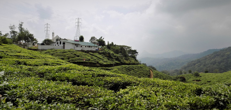 plantation, land, tourism, scenics - nature, green color, tea, mountain, landscape, no people, 4K, india, tree, nature, sky, architecture, beauty in nature