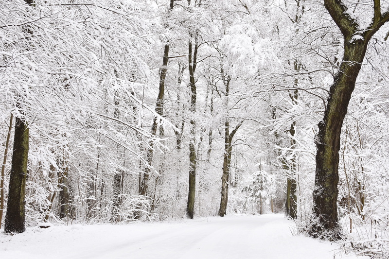 ice, winter, snow landscape, tree, wintry, outdoors, snowy, wintry forest, lithuania, land, cold, january, wintertime, environment, white, frost, pine tree