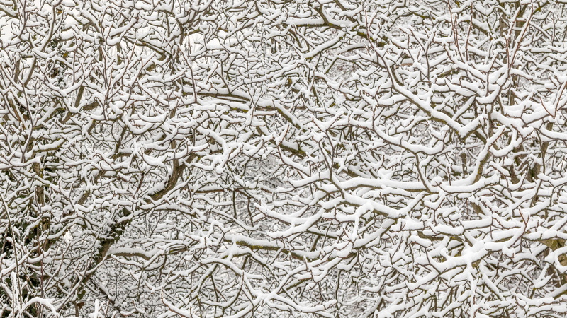 5k, twigs, snowy, branches, branch, winter, snow, 5K, 5k uhd, wintertime, twig, tree