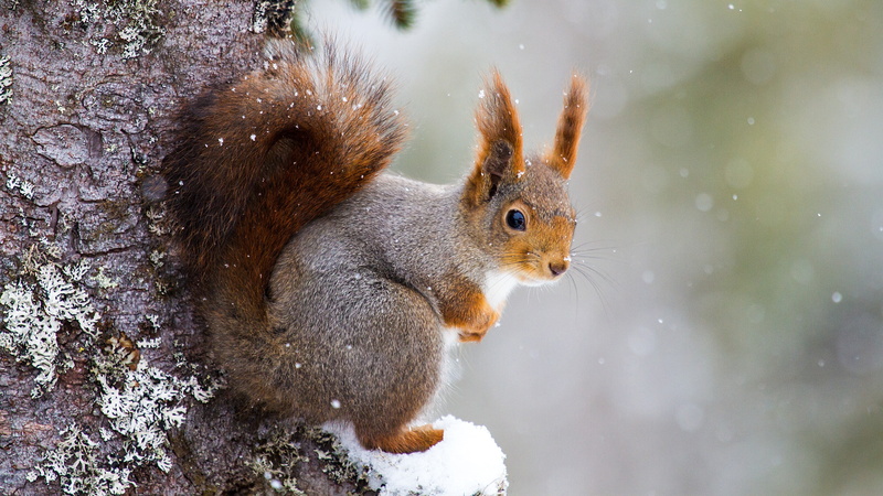 tree, day, cold temperature, close-up, nature, squirrel, wildlife, snowfall, animals in the wild, animal wildlife, snout, eating, outdoors, mammal, no people