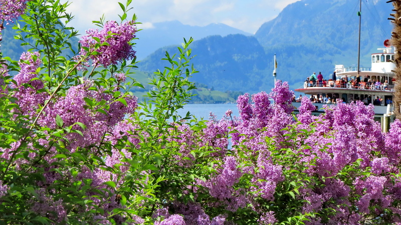 water, mountain range, outdoors, 4K, sky, day, landscape, lake, growth, flowering plant, built structure, freshness, switzerland, plant, mountain, pink color