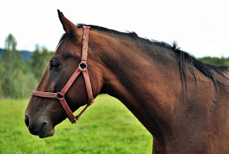 side view, pets, horses, 2K, animal head, photo, one animal, bieszczady, animal, bridle, grass, land, animal wildlife, nature, animal body part, focus on foreground