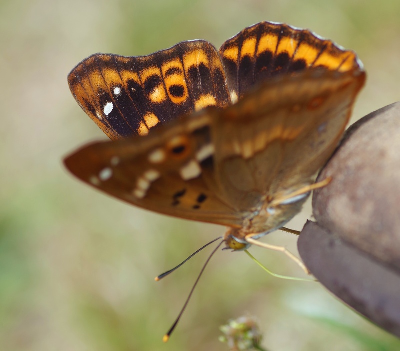 outdoors, beauty in nature, garden, animal wing, summer, zoology, butterfly, animal themes, animals in the wild, 2K, one animal, no people, selective focus