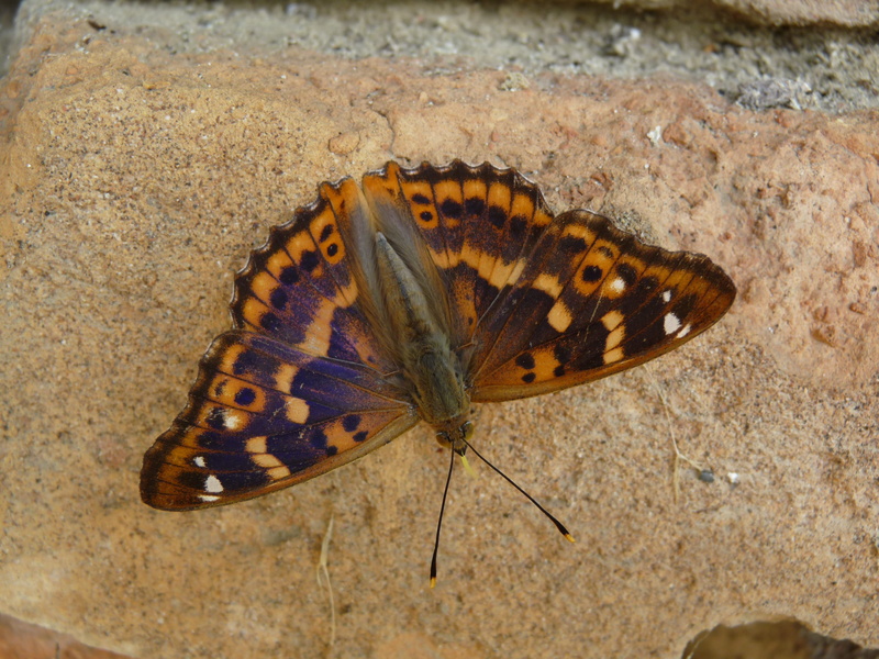 animal wildlife, zoology, Insect, Butterfly, Lesser Purple Emperor, animal, nature, animals in the wild, butterfly - insect, high angle view, no people