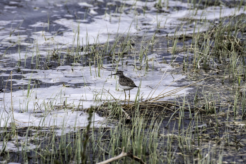 swimming, water, 5K, yellowlegs, wetland, no people, animal, lesser, chan, grass, territorial, nature, animal themes, shoreline, wildlife, animals In The Wild