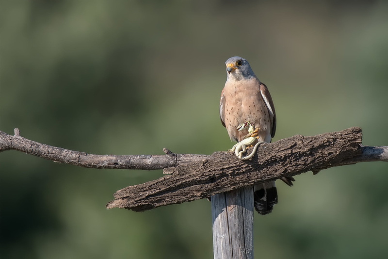 hunting, Lesser Kestrel, 1080P, lizard