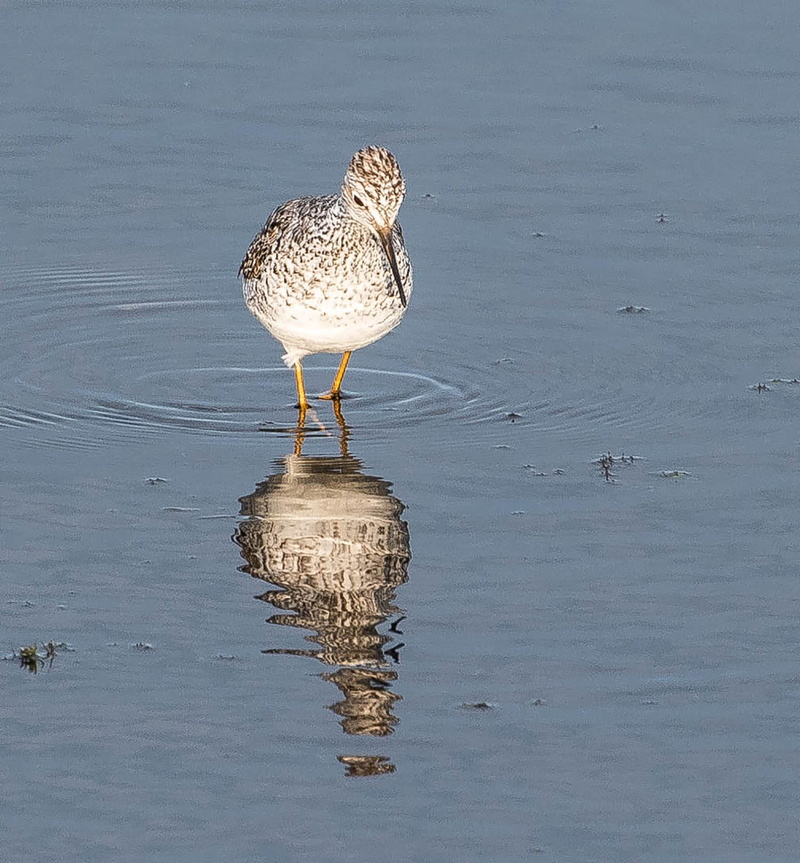 720P, charadriiformes, poultry, day, waterfront, perching, yellowlegs, lake, lesser, no people, full length, nature, Bird, wildlife, outdoors, sea, animal wildlife