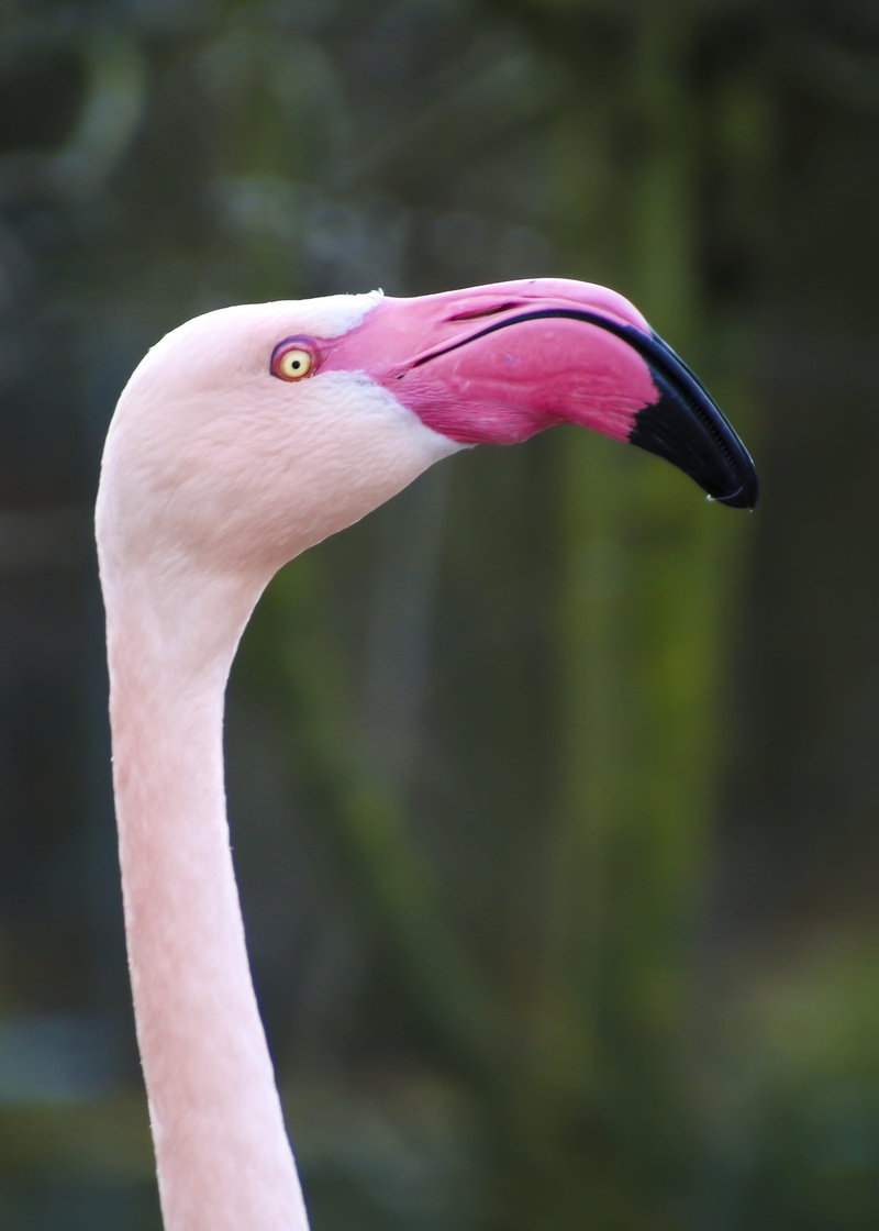 head, focus on foreground, one animal, beauty in nature, long jibe, profile view, day, animal head, freshwater bird, animal, nature, animal body part, animal wildlife