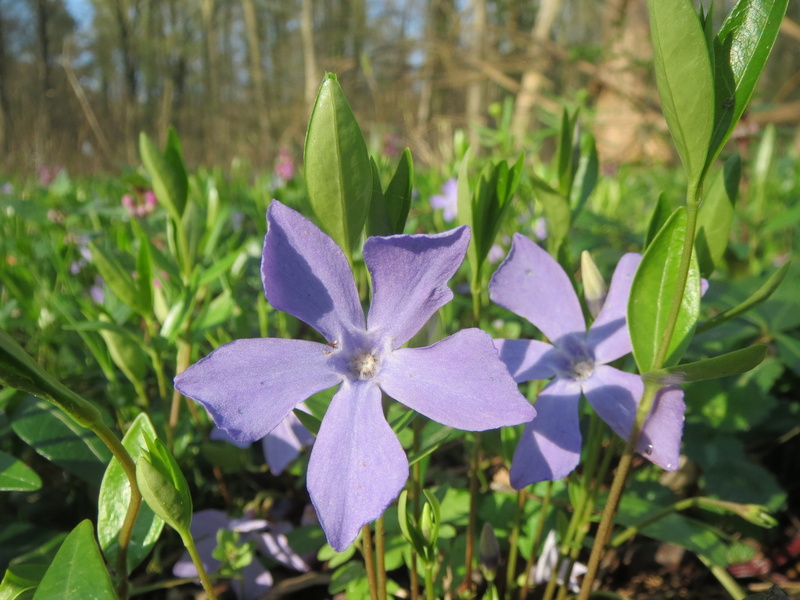 beauty In Nature, vinca, Vinca Minor, inflorescence, focus on foreground, flower, petal, flowering plant, common periwinkle, periwinkle, freshness, day